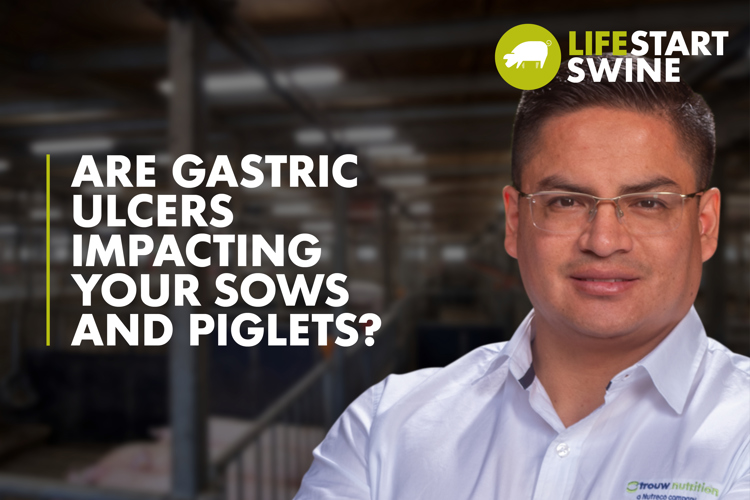  Thumbnail - Are Gastric Ulcers Impacting Your Sows And Piglets 