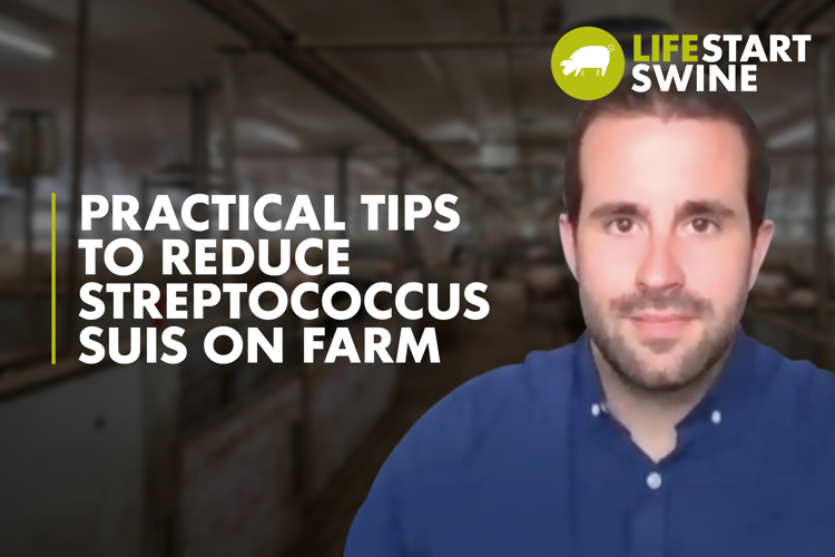 thumbnail with text - Tips To Reduce Streptococcus Suis In The Pig Herd