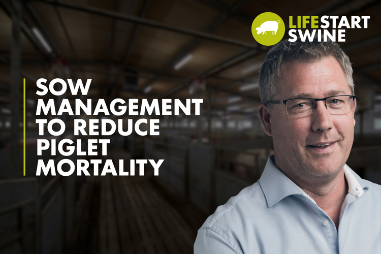 Thumbnail with text Sow Management Tips To Reduce Preweaning Mortality 