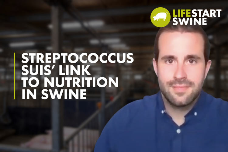 thumbnail with text Streptococcus Suis’ Link To Nutrition In Swine