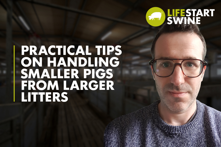 Thumbnail for Youtube video - Do Gastric Ulcers Impact on pig productivity 