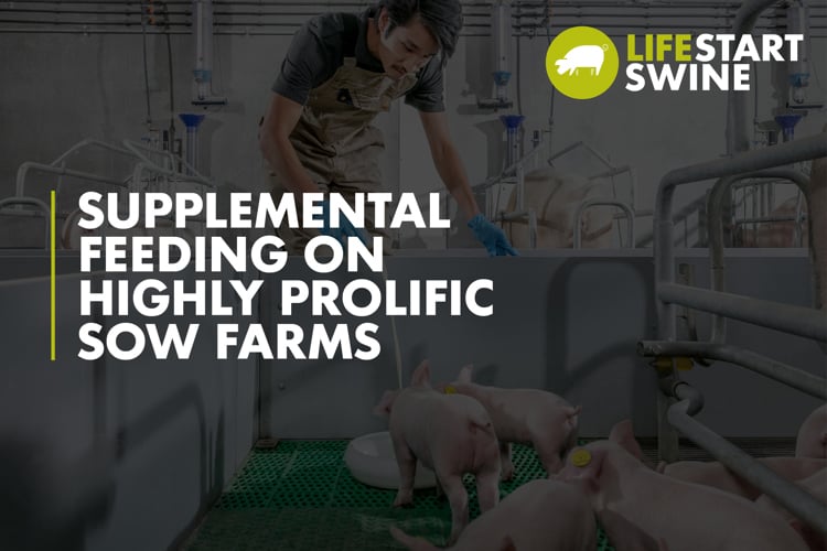 piglets at feeding machine