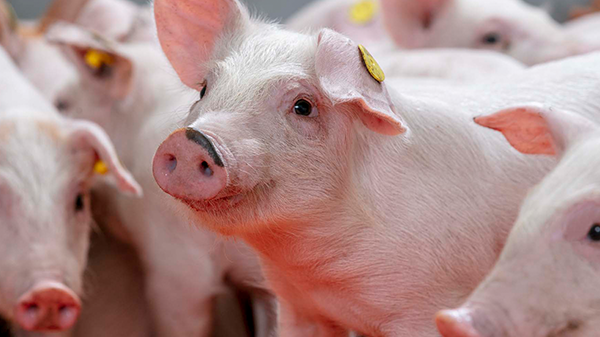 18-day old piglets