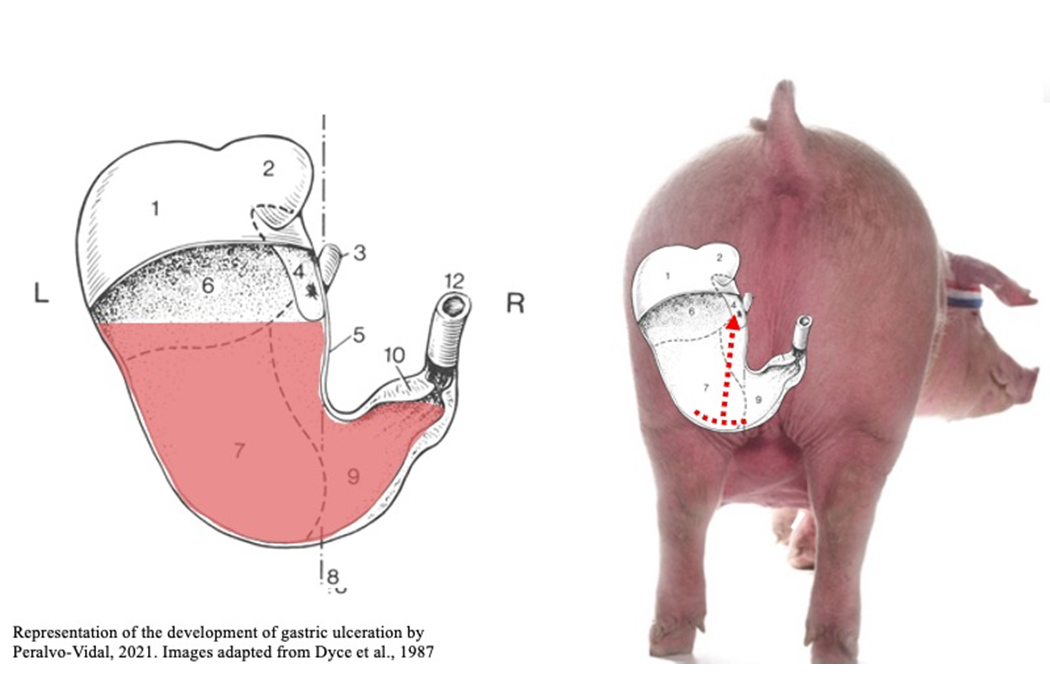 diagram of gastric ulcer in pig.    