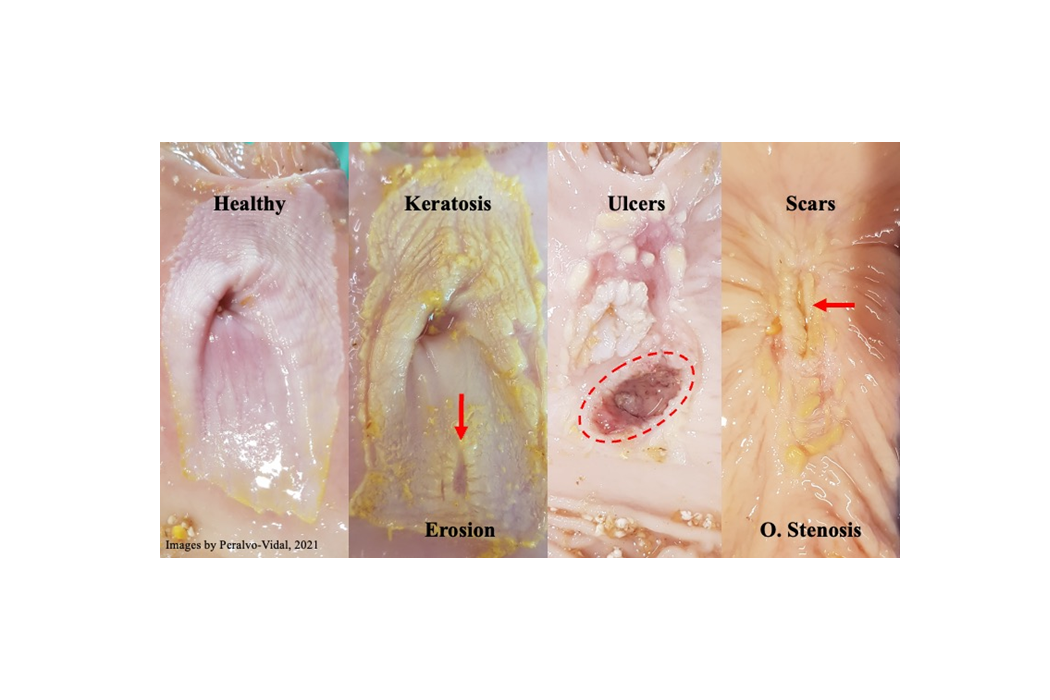 stages of a gastric ulcer in pigs