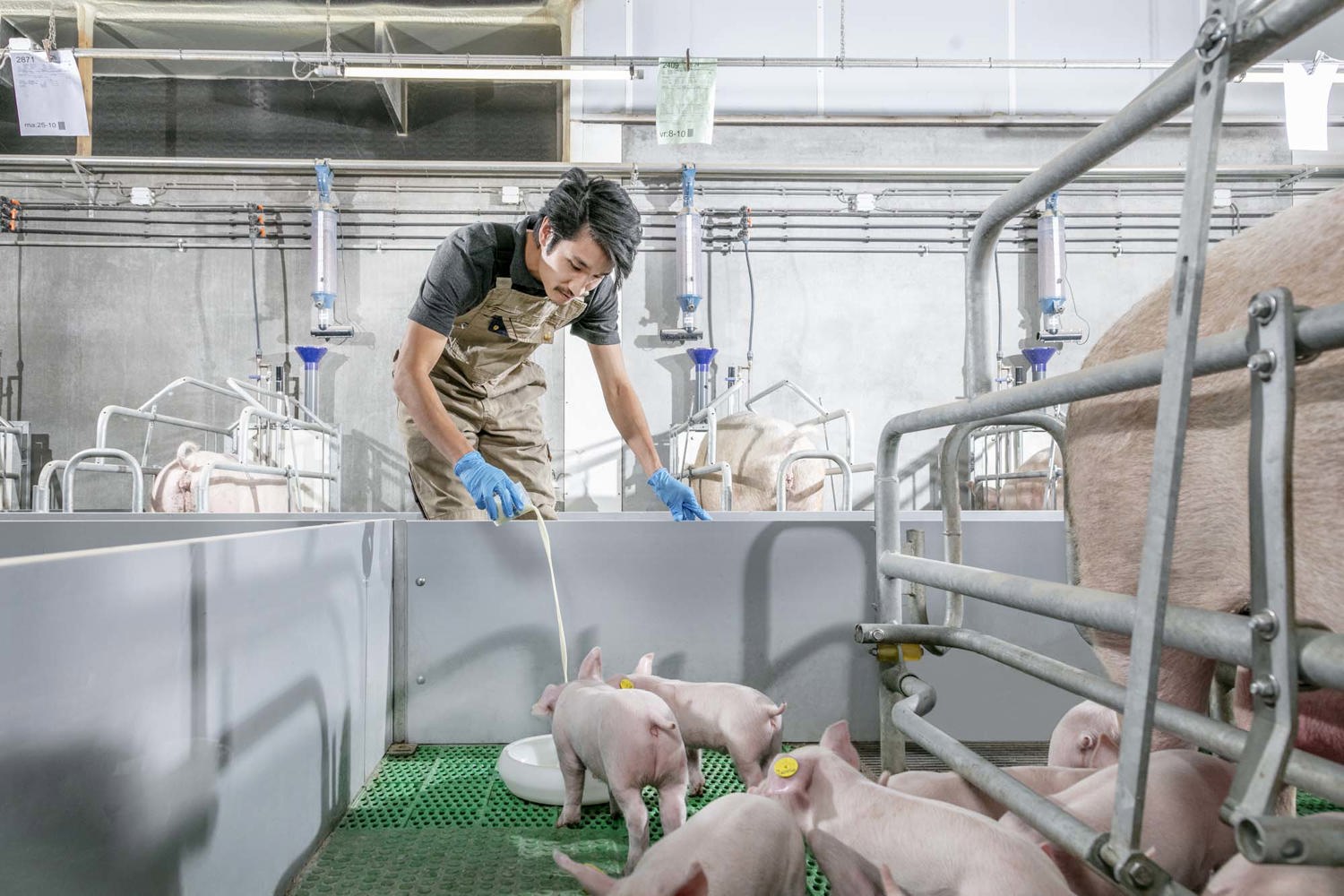 feeding piglets